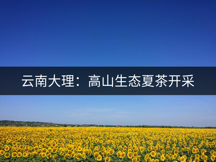 云南大理：高山生態(tài)夏茶開(kāi)采
