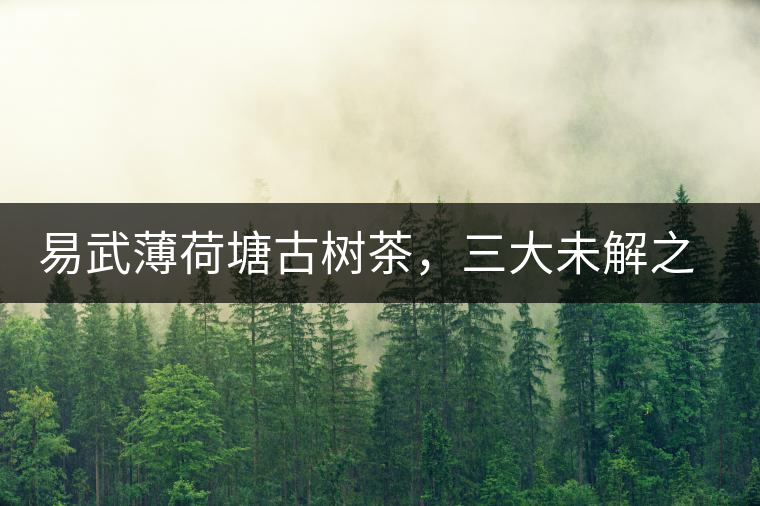 易武薄荷塘古樹茶，三大未解之謎
