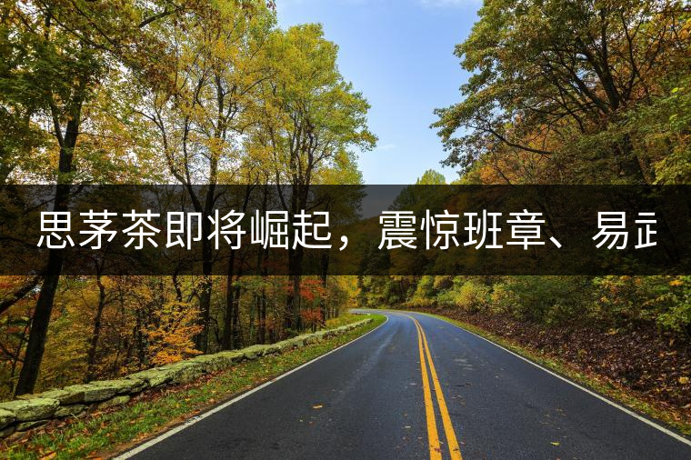 思茅茶即將崛起，震驚班章、易武！