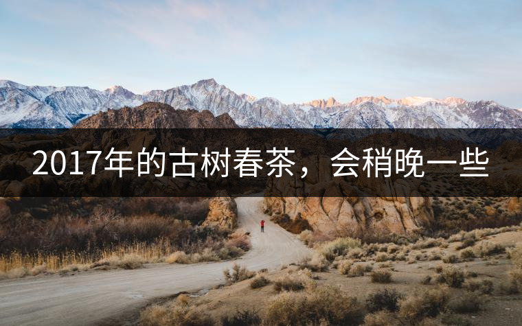 2017年的古樹春茶，會稍晚一些