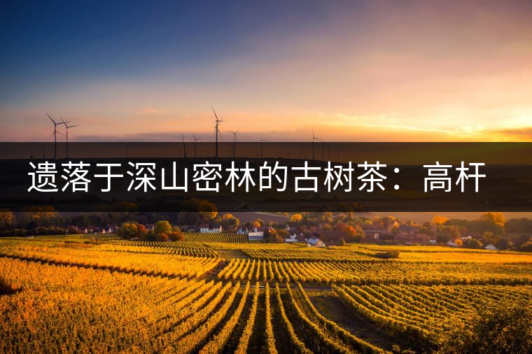遺落于深山密林的古樹茶：高桿茶