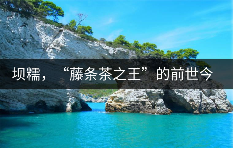 壩糯，“藤條茶之王”的前世今生