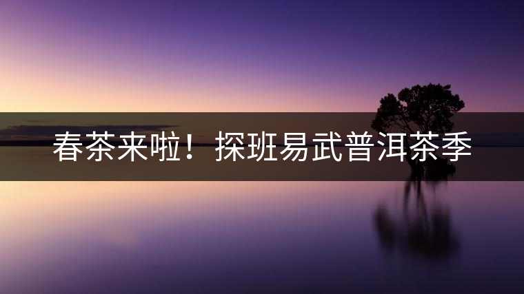 春茶來啦！探班易武普洱茶季