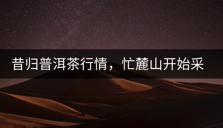 昔歸普洱茶行情，忙麓山開(kāi)始采制春茶