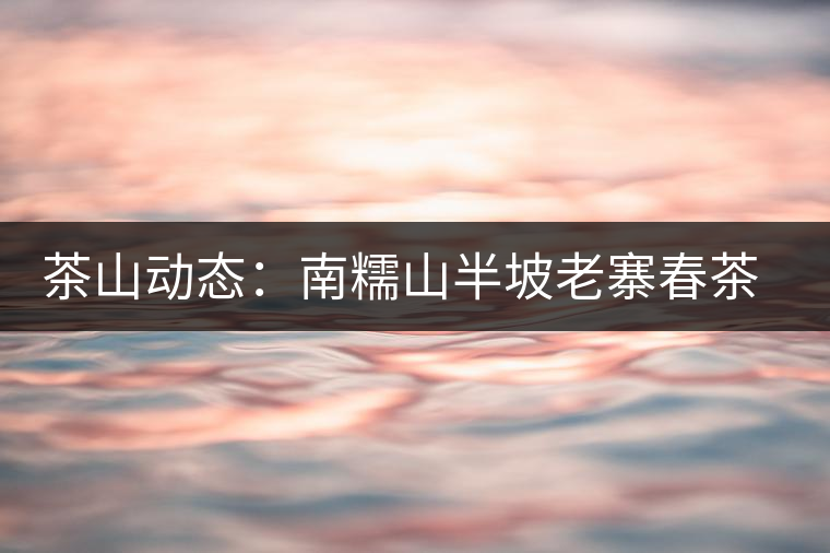 茶山動(dòng)態(tài):南糯山半坡老寨春茶鮮葉收購(gòu)啟動(dòng) 茶山動(dòng)態(tài):南糯山半坡老寨春茶鮮葉收購(gòu)啟動(dòng)