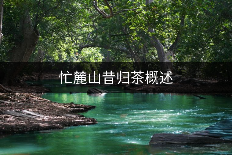 忙麓山昔歸茶概述