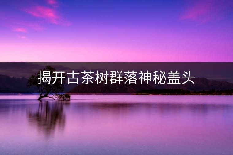 揭開古茶樹群落神秘蓋頭 揭開古茶樹群落神秘蓋頭