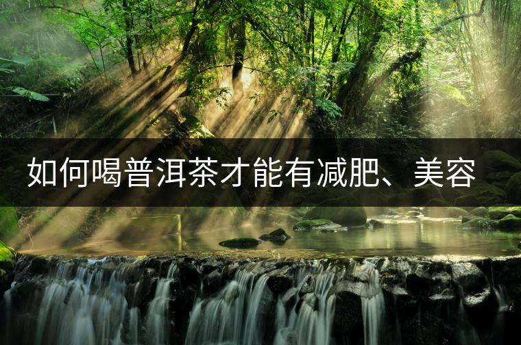 如何喝普洱茶才能有減肥、美容、抗癌之功效