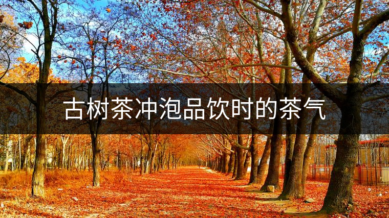 古樹茶沖泡品飲時(shí)的茶氣 古樹茶沖泡品飲時(shí)的茶氣