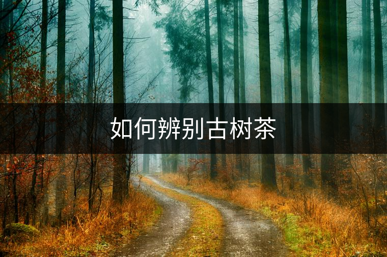 如何辨別古樹茶 如何辨別古樹茶