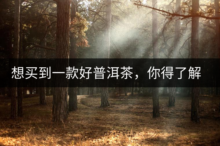 想買到一款好普洱茶，你得了解這些……