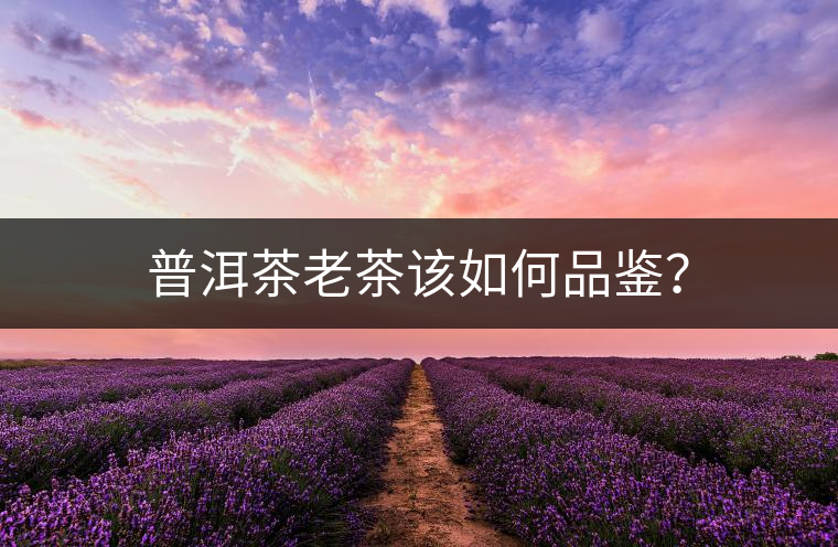 普洱茶老茶該如何品鑒？