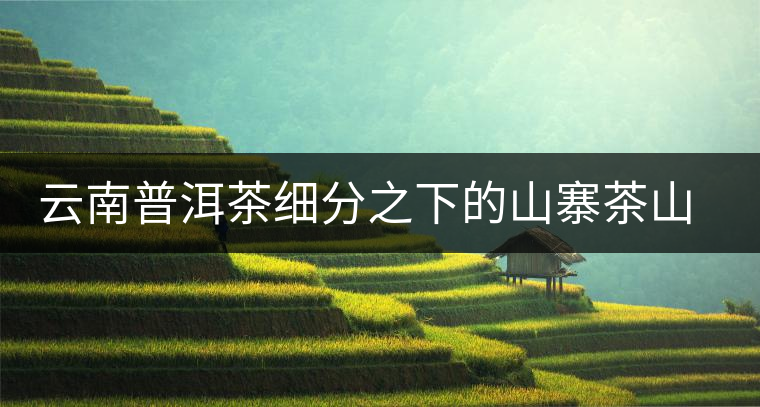 云南普洱茶細(xì)分之下的山寨茶山頭茶趨勢(shì)