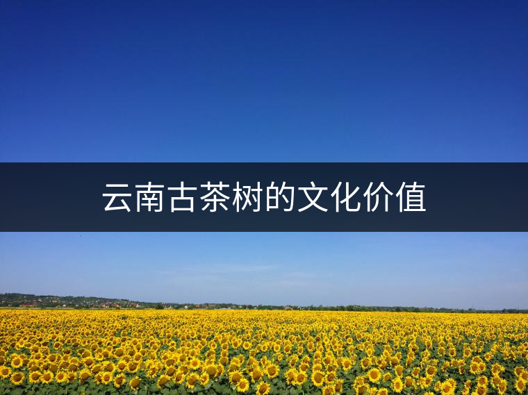 云南古茶樹的文化價(jià)值