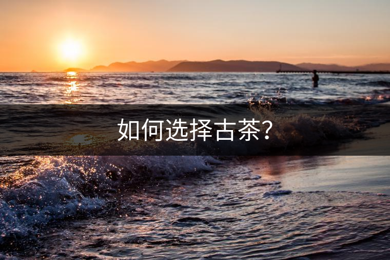 如何選擇古茶？