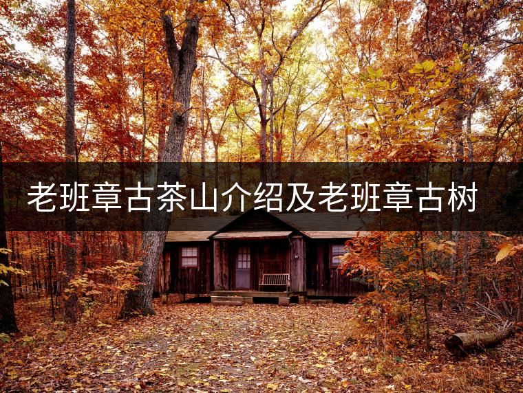 老班章古茶山介紹及老班章古樹茶的口感特點(diǎn) 老班章古茶山介紹及老班章古樹茶的口感特點(diǎn)