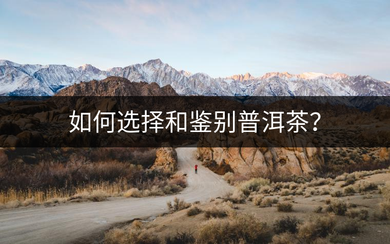 如何選擇和鑒別普洱茶？