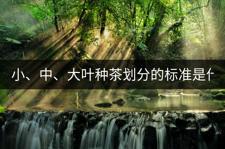 小、中、大葉種茶劃分的標(biāo)準(zhǔn)是什么？