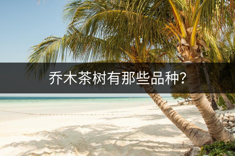 喬木茶樹有那些品種？