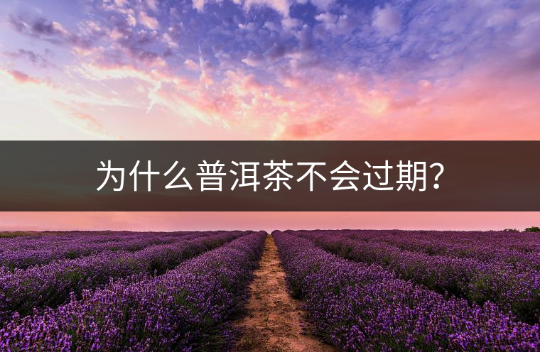 為什么普洱茶不會過期？