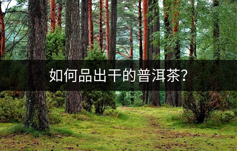 如何品出干的普洱茶？
