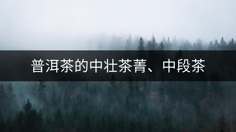 普洱茶的中壯茶菁、中段茶