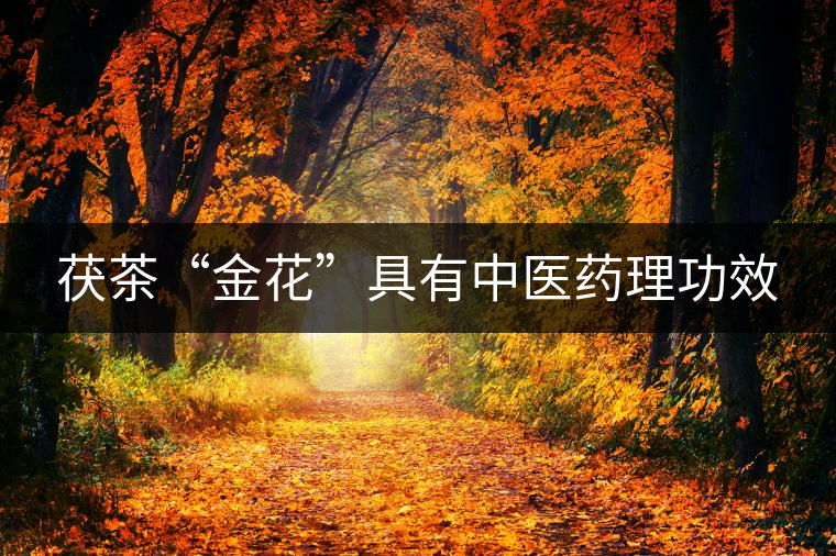 茯茶“金花”具有中醫(yī)藥理功效 茯茶“金花”具有中醫(yī)藥理功效
