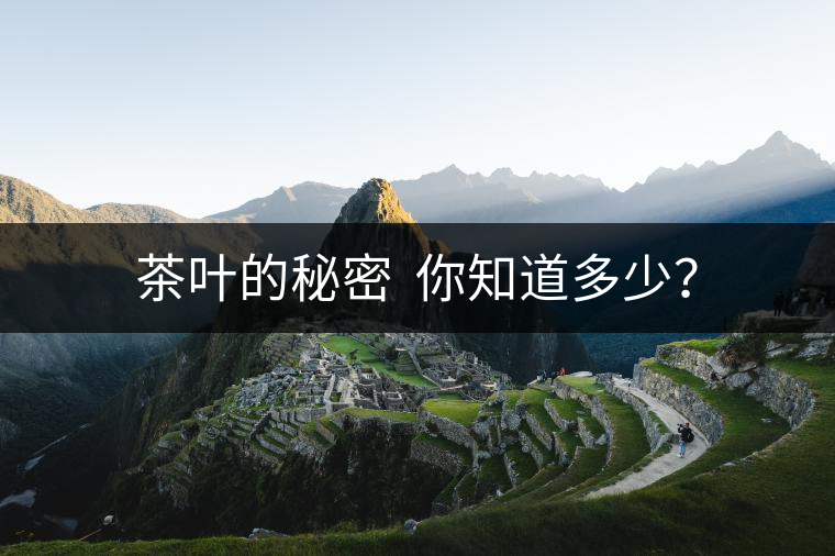 茶葉的秘密  你知道多少？