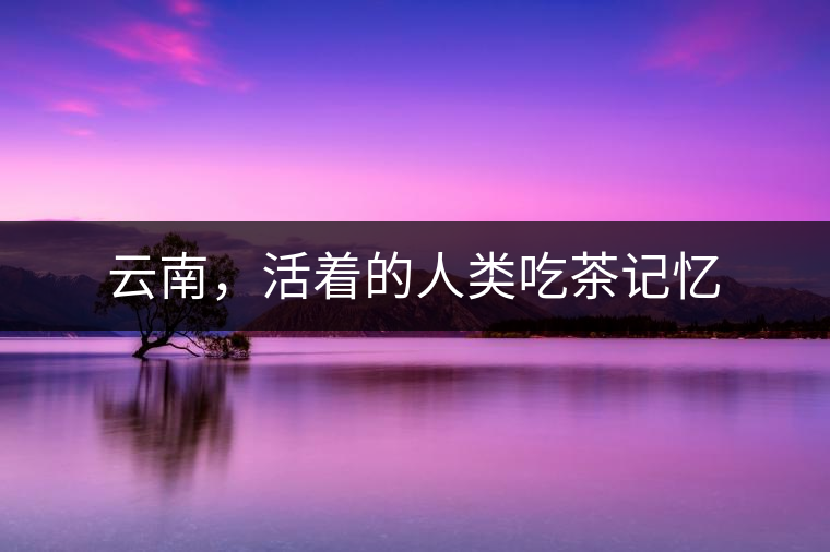 云南，活著的人類吃茶記憶