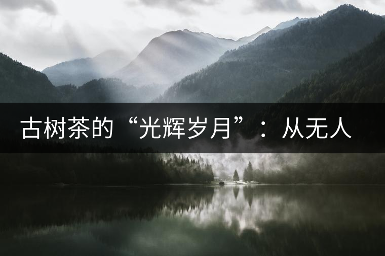 古樹(shù)茶的“光輝歲月”:從無(wú)人問(wèn)津到火遍茶界 古樹(shù)茶的“光輝歲月”:從無(wú)人問(wèn)津到火遍茶界