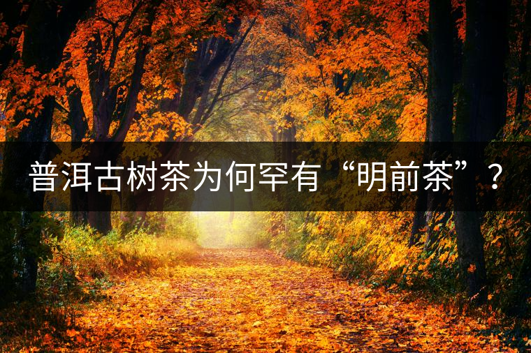 普洱古樹茶為何罕有“明前茶”？