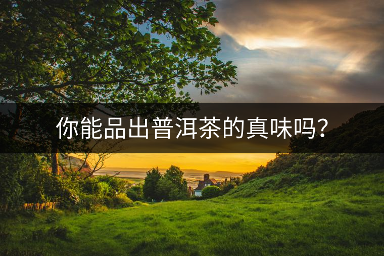 你能品出普洱茶的真味嗎？