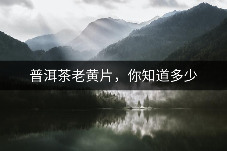 普洱茶老黃片，你知道多少