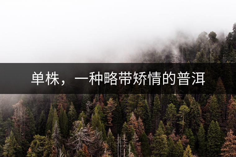 單株，一種略帶矯情的普洱