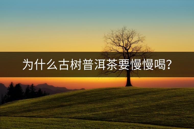 為什么古樹普洱茶要慢慢喝？