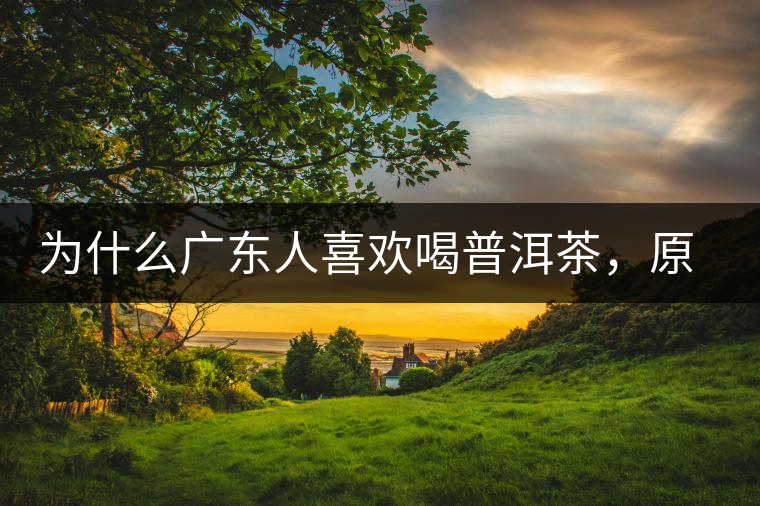 為什么廣東人喜歡喝普洱茶，原因你絕對想不到！