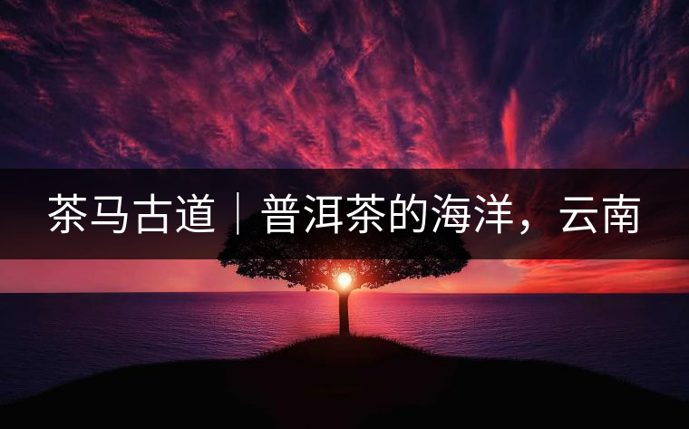 茶馬古道｜普洱茶的海洋，云南