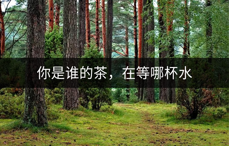 你是誰的茶，在等哪杯水