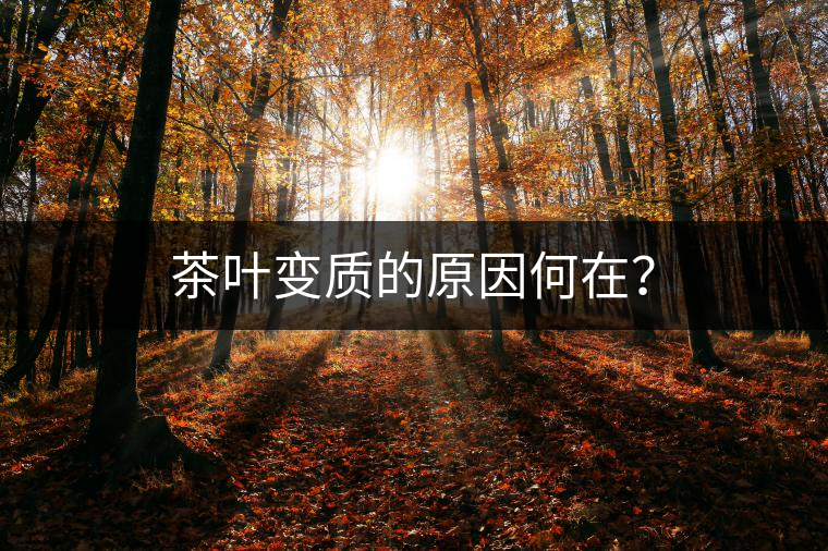 茶葉變質(zhì)的原因何在？