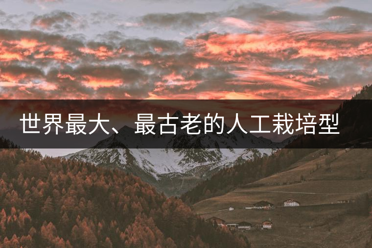 世界最大、最古老的人工栽培型的古茶樹(shù)——香竹箐茶祖