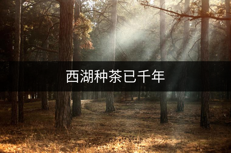 西湖種茶已千年 西湖種茶已千年