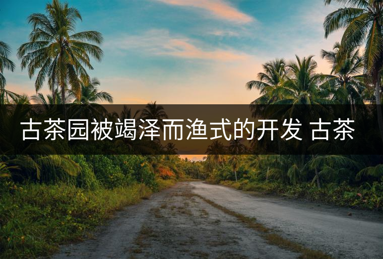 古茶園被竭澤而漁式的開(kāi)發(fā) 古茶還能香多久？