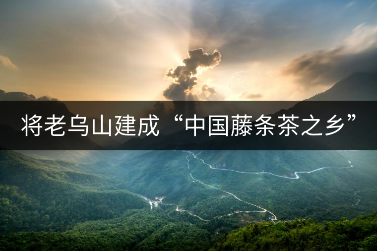 將老烏山建成“中國(guó)藤條茶之鄉(xiāng)” 將老烏山建成“中國(guó)藤條茶之鄉(xiāng)”