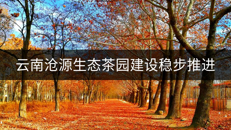 云南滄源生態(tài)茶園建設穩(wěn)步推進