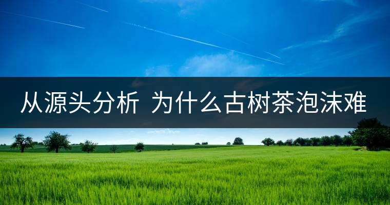 從源頭分析  為什么古樹茶泡沫難擠？