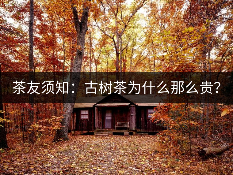 茶友須知：古樹茶為什么那么貴？