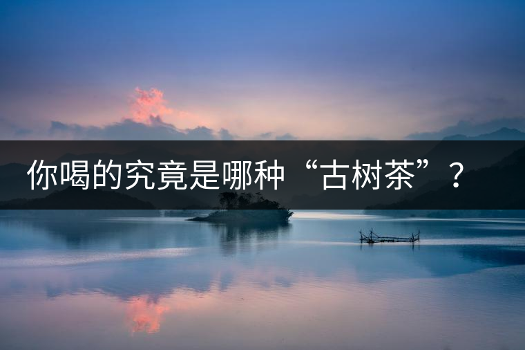 你喝的究竟是哪種“古樹茶”？（收茶必備知識(shí)）