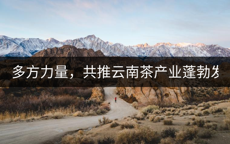 多方力量，共推云南茶產(chǎn)業(yè)蓬勃發(fā)展！