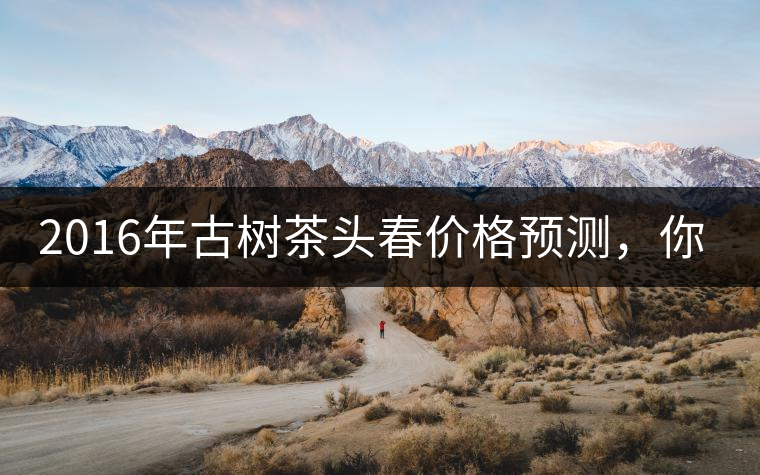 2016年古樹茶頭春價(jià)格預(yù)測(cè)，你怎么看？