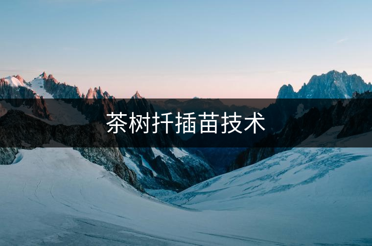 茶樹扦插苗技術(shù) 茶樹扦插苗技術(shù)